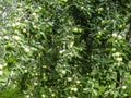 The branches of the Apple fruit. Royalty Free Stock Photo